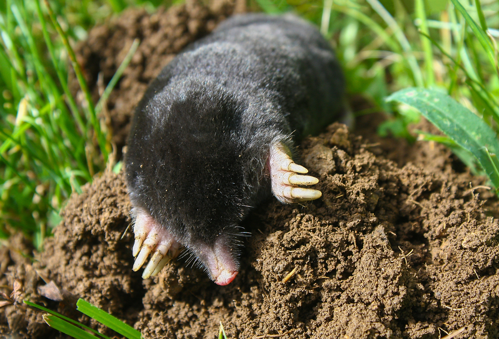 Das in Tilburg  Biodiversiteitstresstest