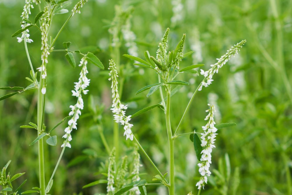 Das in Tilburg  Biodiversiteitstresstest