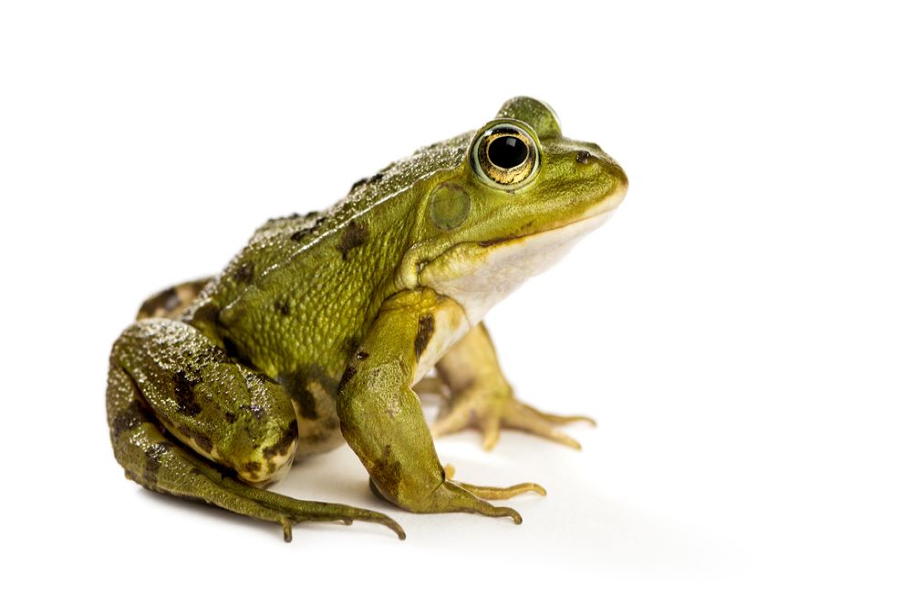 Das in Tilburg  Biodiversiteitstresstest