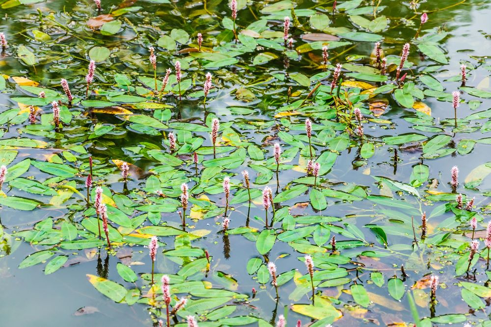 Das in Tilburg  Biodiversiteitstresstest