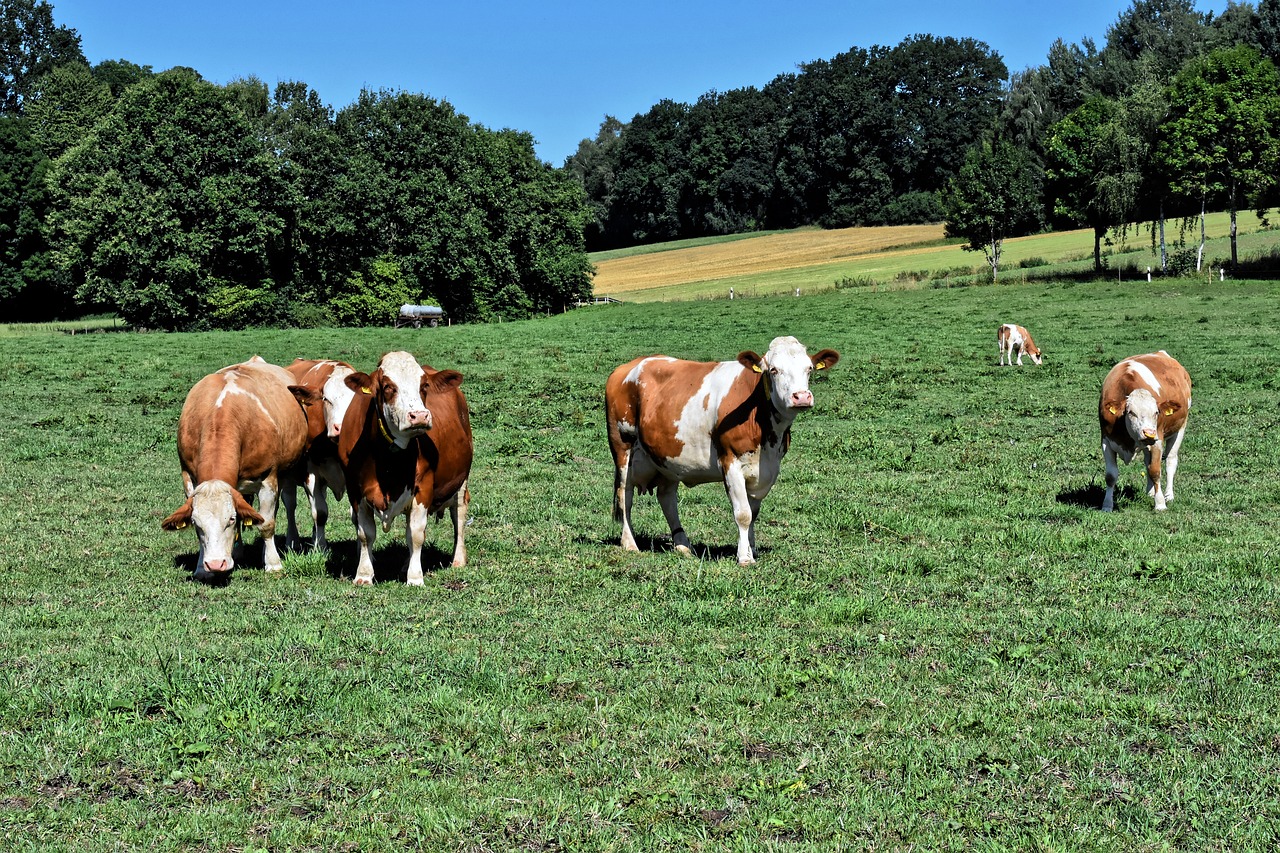 Afbeelding van Vee- en paardenhouderij